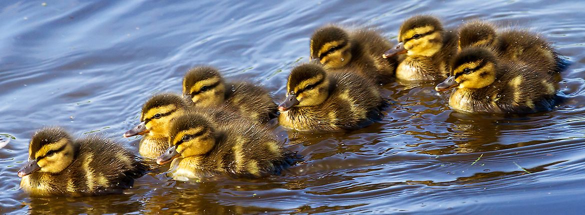 Jonge wilde eenden / Shutterstock