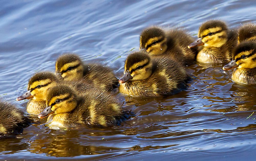 Waarom gaat de wilde eend in aantal achteruit? | Vogelbescherming