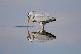 De Blauwe reiger