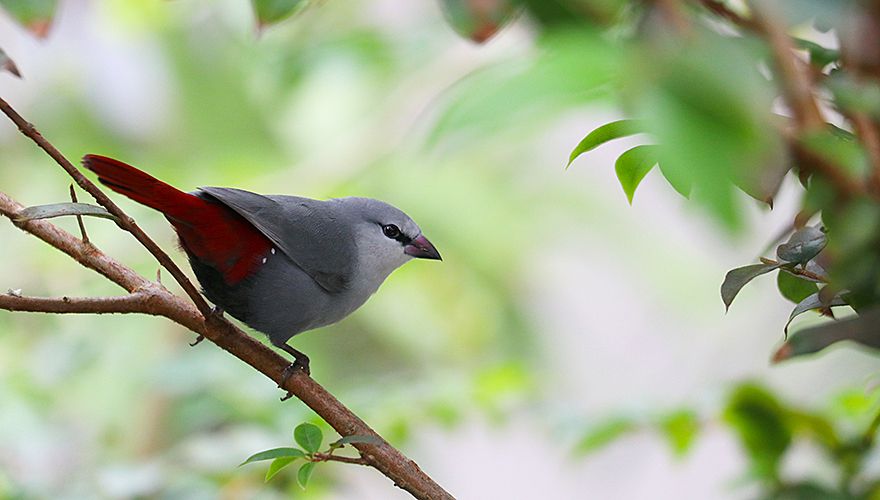 Lavender Waxbill / Shutterstock