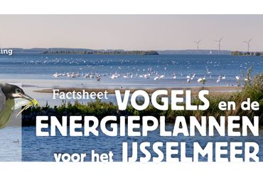 Factsheet Vogels en de energieplannen voor het IJsselmeer