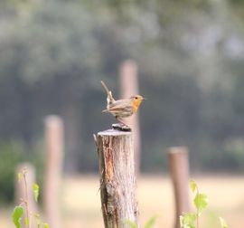 Roodborstje op een paal