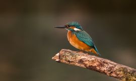 Deze ijsvogel zat op de uitkijk.