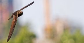 Gierzwaluw / Shutterstock