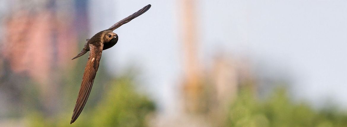 Gierzwaluw / Shutterstock