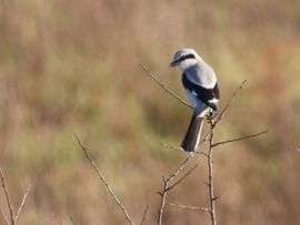 kleine roofvogeltje