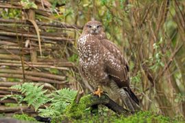 Buizerd aan de grond