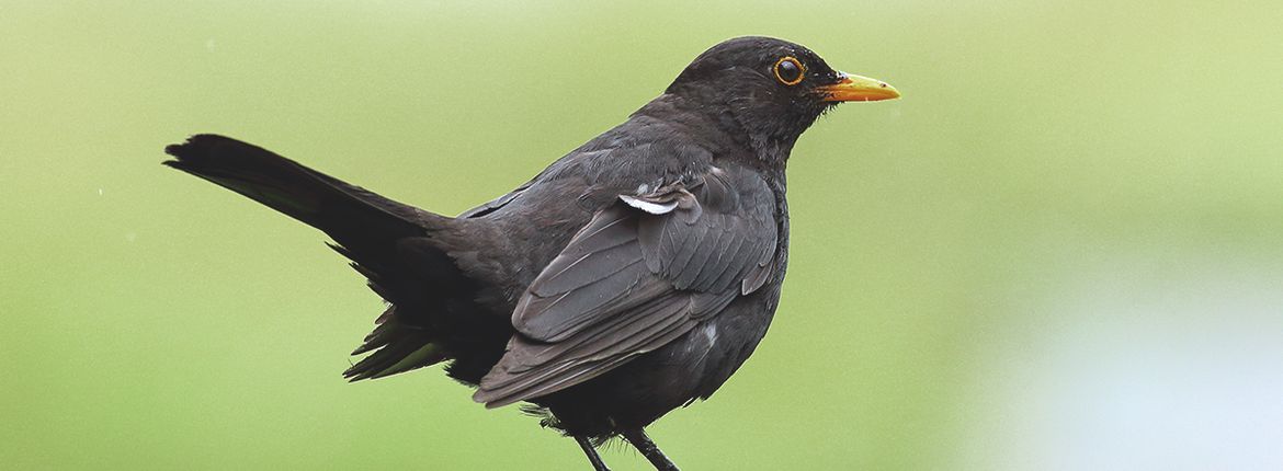 pantoffel Aannames, aannames. Raad eens Makkelijk in de omgang Leeg nest | Vogelbescherming