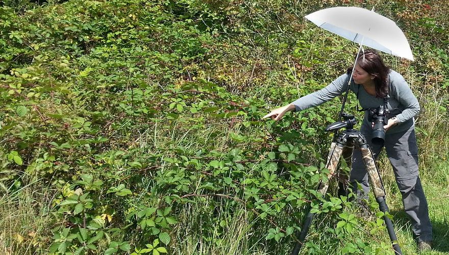 Gonnie van de Schans fotografeert boomkikkers