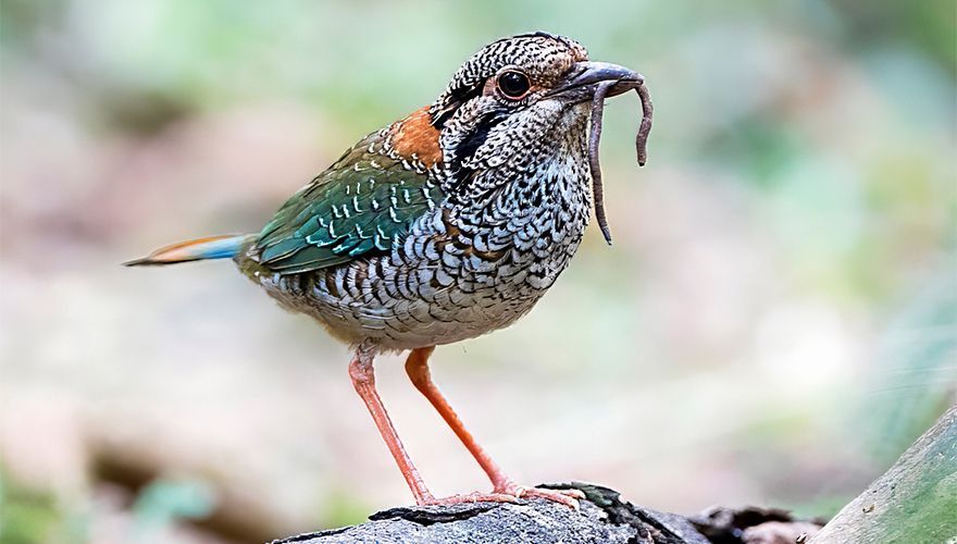 Scaly ground-roller, Perinet Special Reserve, Madagaskar / Marc Guyt AGAMI