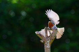Sierlijk roodborstje