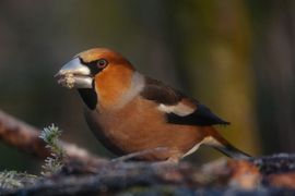 Appelvink