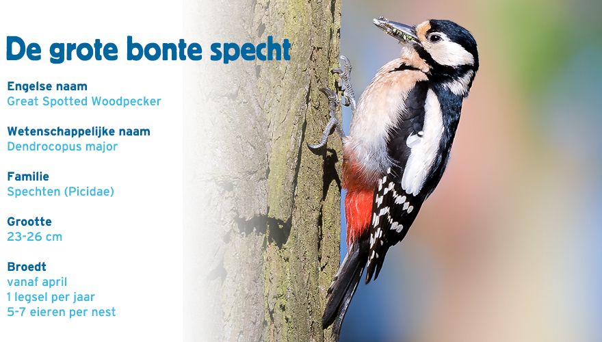 grote bonte specht paspoort tuinvogelcursus