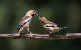 Voeren jonge vogels