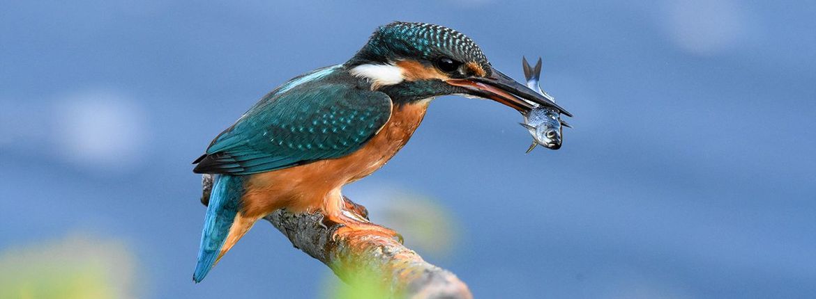 IJsvogel / Margrietha Timmer - Fotogalerij