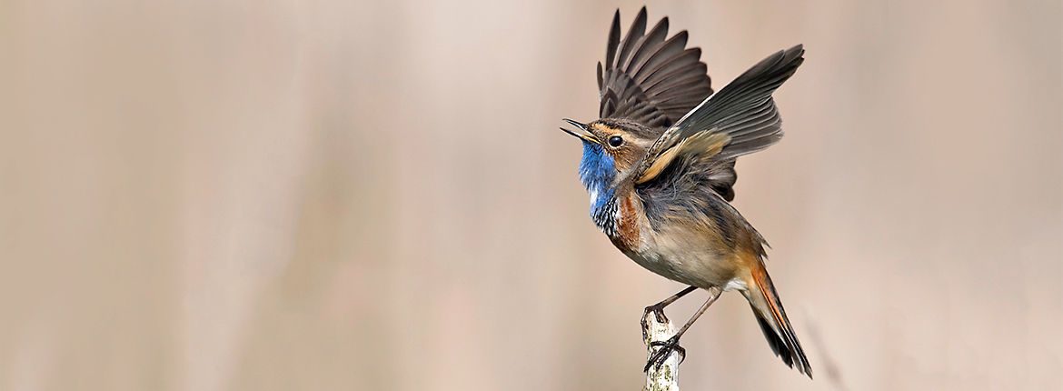 Blauwborst / Harry van Emden