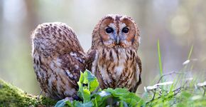 Bosuil paar / Shutterstock