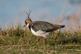 parmantige weidewandeling