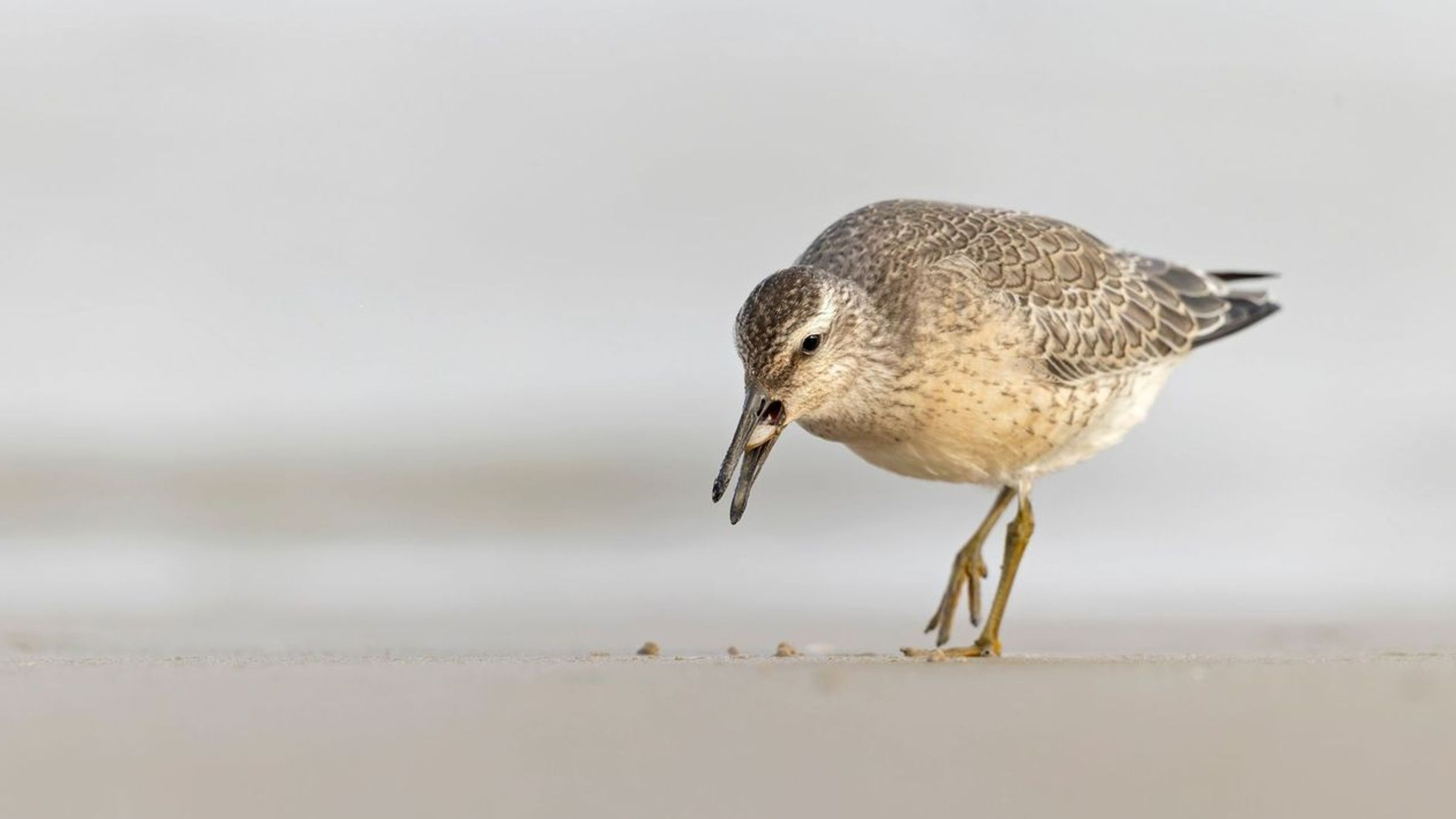 kanoet/ Shutterstock