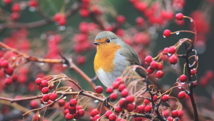 Roodborst / Shutterstock