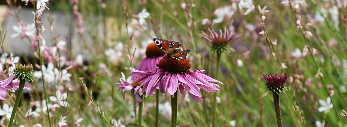 Tuin / Rens de Rooij