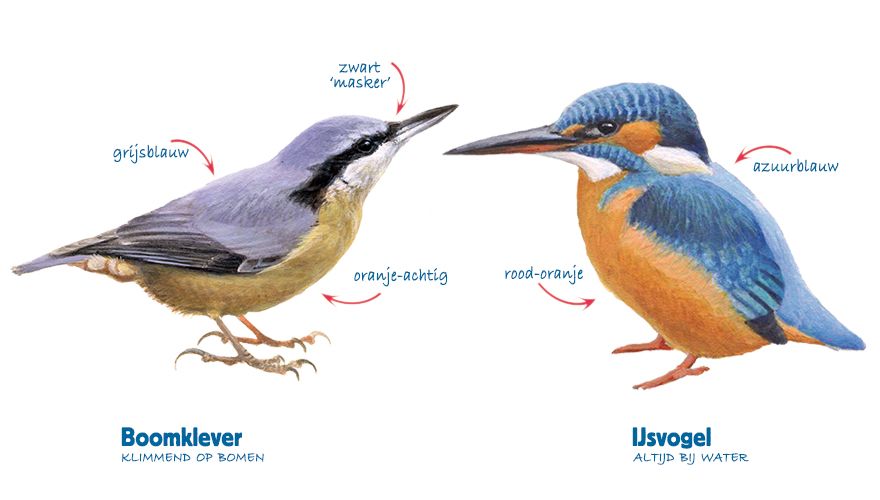 Infographic boomklever - ijsvogel