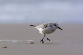 Against the wind