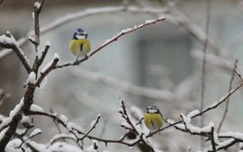 Zal er met de Kerstdagen ook nog sneeuw zijn ??