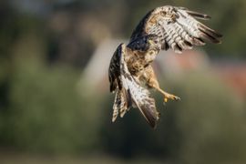 Buizerd in vlucht