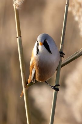 Een baardmannetje in het Riet