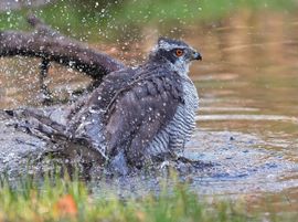 Havik mannetje aan het badderen