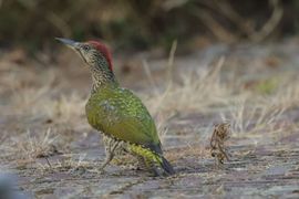 groene specht op zoek naar eten