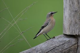 Prachtig vogeltje!