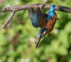 De duik van de ijsvogel