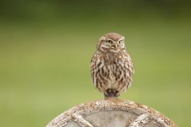 steenuil in de tuin op zoek naar eten