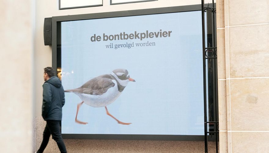 Campagne Vogels voorstellen