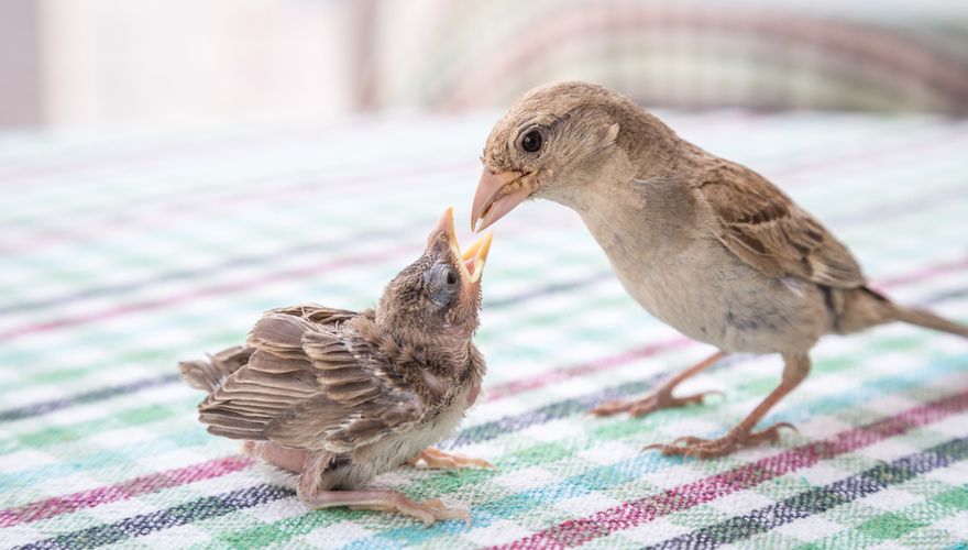 Huismus met jong / Shutterstock