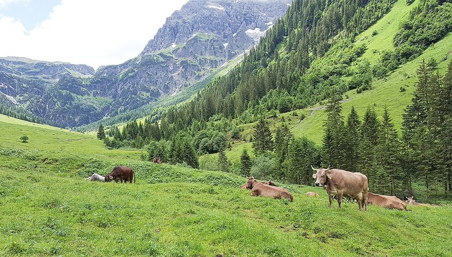 Kleinwalsertal koeien / Hans Peeters