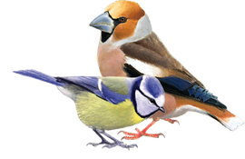 Pimpelmees en appelvink / Elwin van der Kolk