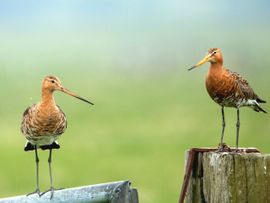 Paal of hek, niets is de grutto te gek.