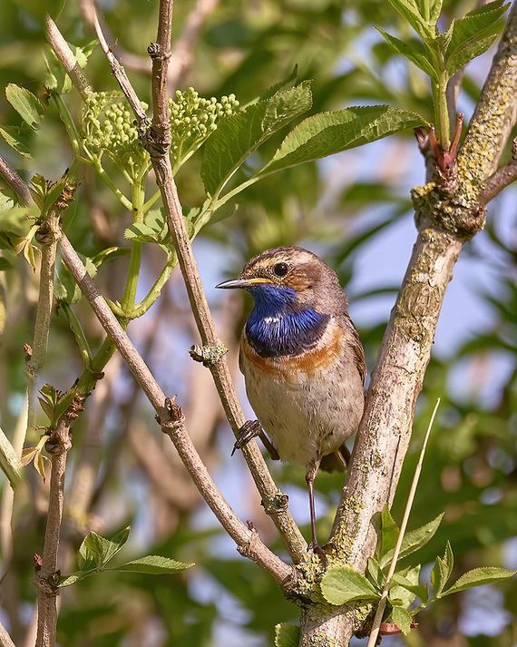 Blauwborst / Marjolein Baijens