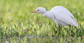 Koereiger  / Shutterstock