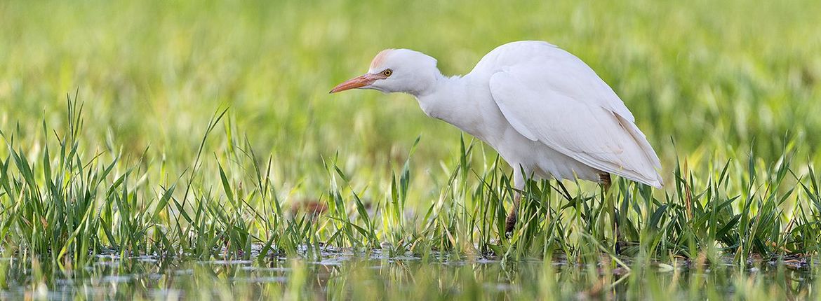 Koereiger  / Shutterstock