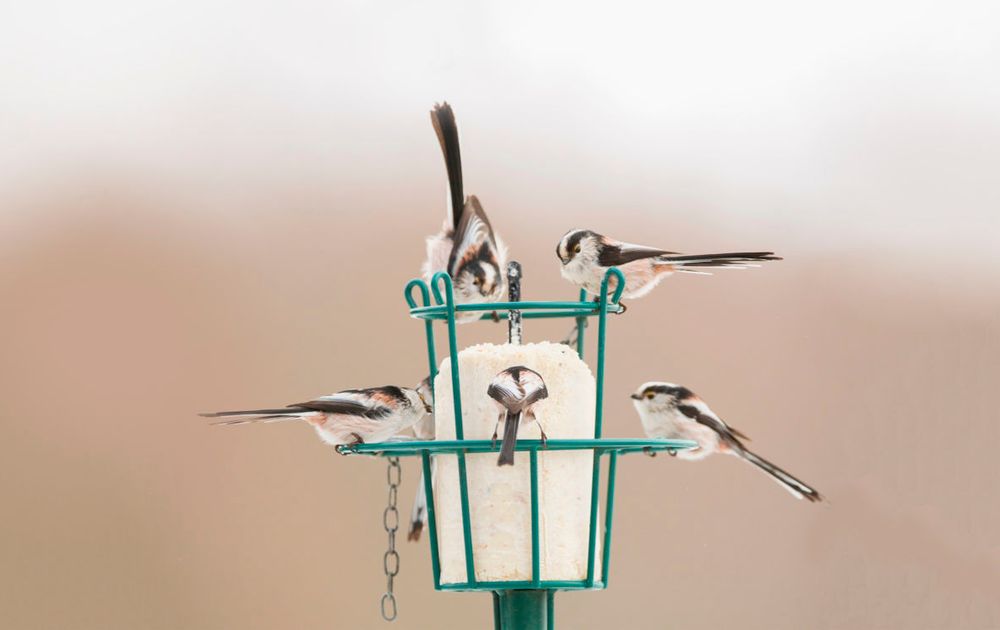 Omhoog gaan mechanisch Handvest Wanneer voer je wat? | Vogelbescherming