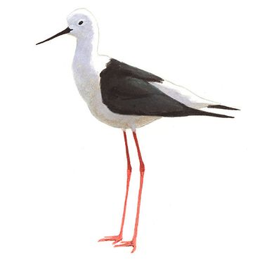 Steltkluut / Elwin van der Kolk
