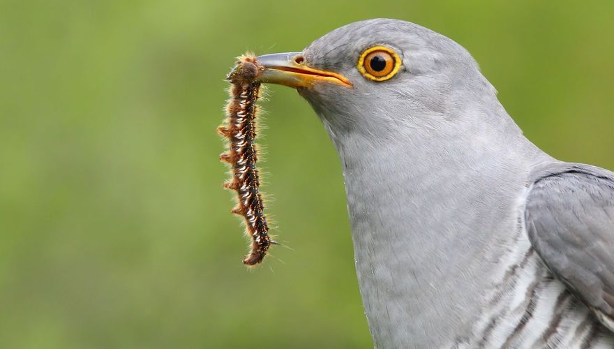 Koekoek met insect / Shutterstock