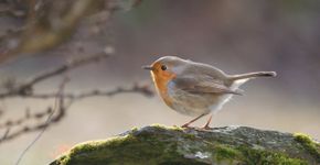 Roodborst / Shutterstock