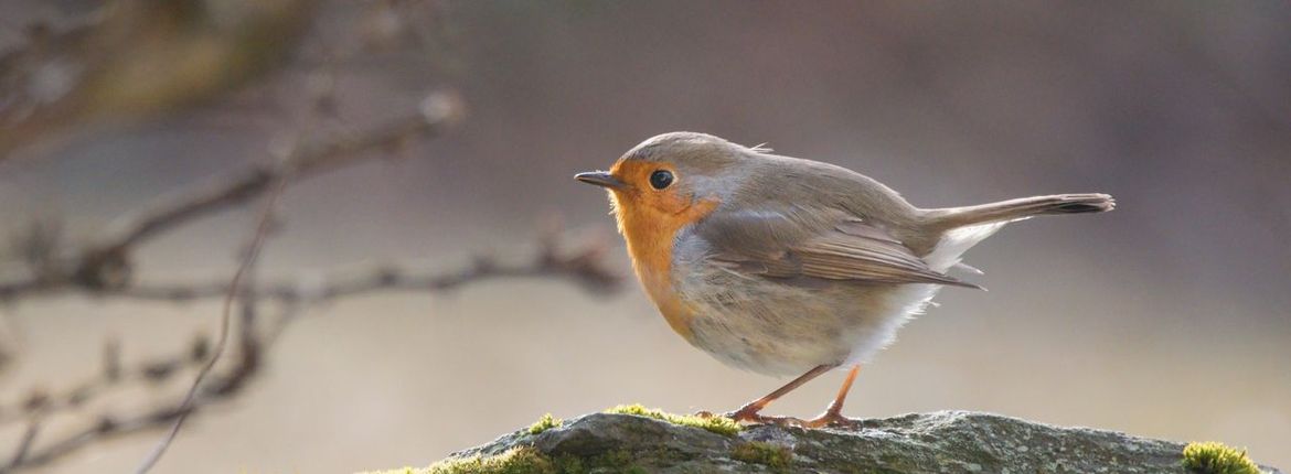 Roodborst / Shutterstock