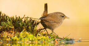 Winterkoning / Hans Peeters