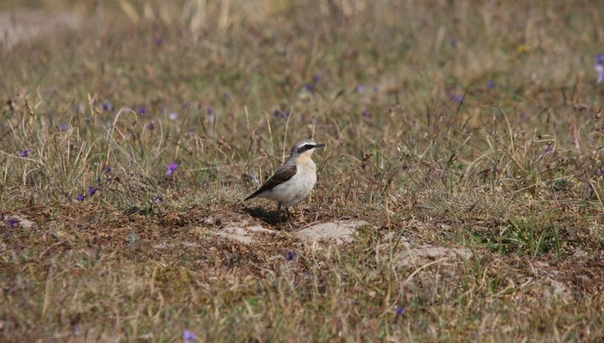 tapuit/ Albert Henckel, Staatsbosbeheer